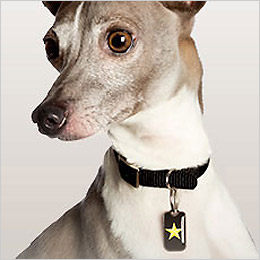 Dog Tag by Blanket ID