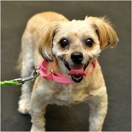 ADOPT A SENIOR DOG: BIRDIE