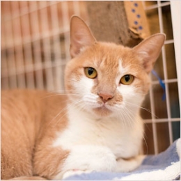 ADOPT AN ABANDONED CAT: CHICA