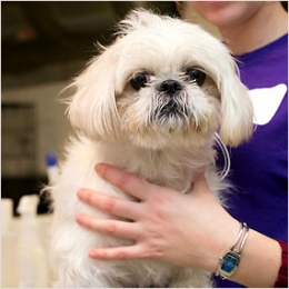 ADOPT AN ANIMAL WITH SPECIAL NEEDS: GRACE