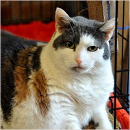 ADOPT A DECLAWED CAT: JOSEPHINA