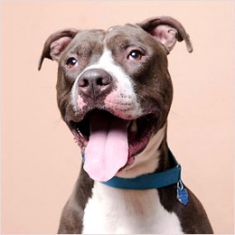 ADOPT A BIG DOG: MR. FANTASTIC