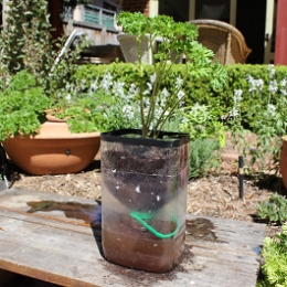 SELF-WATERING HERB GARDEN