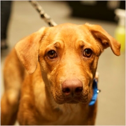 ADOPT A STRAY DOG: ST. LUCIA