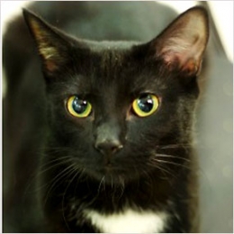 ADOPT A BLACK CAT: TIPS