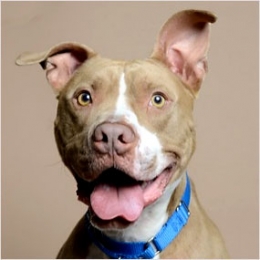 ADOPT A PIT MIX: BRUDDA
