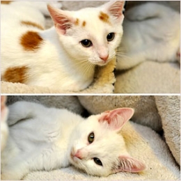 ADOPT A PAIR OF KITTENS: THE CALI KITTENS