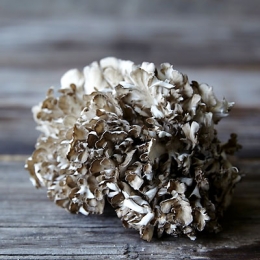 Hen of the Woods Mushroom