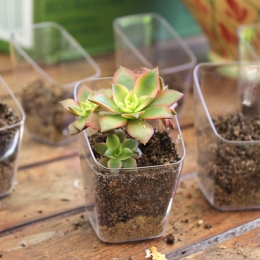 DECORATIVE SUCCULENTS